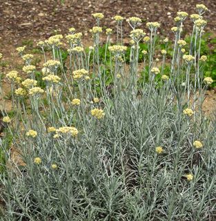 fleur d'immortelle corse